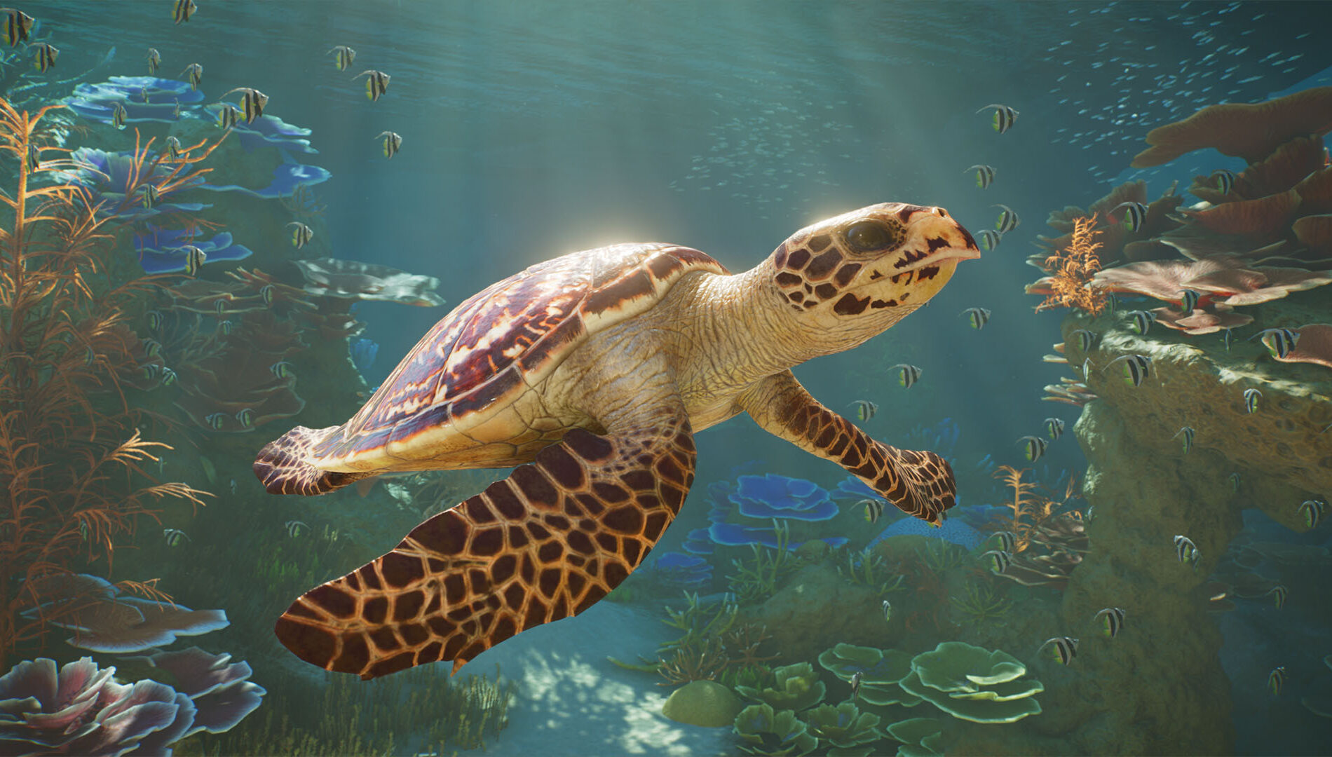水中を泳ぐタイマイの公式ゲーム画面